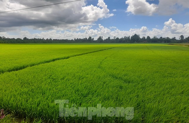 Chưa từng có: Lúa mới được 1 tháng tuổi 'cò' đã đặt cọc - Ảnh 2.