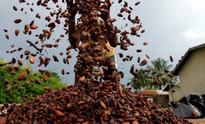 Một loại nông sản phá kỷ lục về giá trong vòng 46 năm trên thế giới, Việt Nam nắm giữ sản lượng hơn 4.500 tấn/năm - Ảnh 1. Một loại nông sản phá kỷ lục về giá trong vòng 46 năm trên thế giới, Việt Nam nắm giữ sản lượng hơn 4.500 tấn/năm - Ảnh 1.