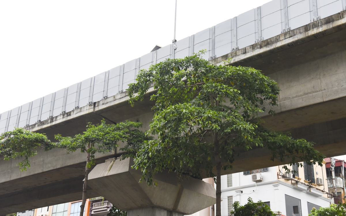 Hàng loạt cây xanh Hà Nội khó phát triển vì “đụng trần” đường trên cao - Ảnh 3. Hàng loạt cây xanh Hà Nội khó phát triển vì “đụng trần” đường trên cao - Ảnh 3.