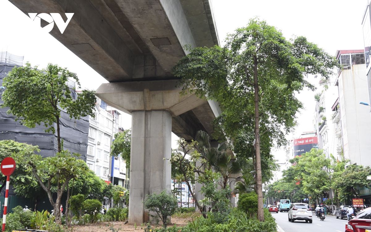 Hàng loạt cây xanh Hà Nội khó phát triển vì “đụng trần” đường trên cao - Ảnh 7. Hàng loạt cây xanh Hà Nội khó phát triển vì “đụng trần” đường trên cao - Ảnh 7.