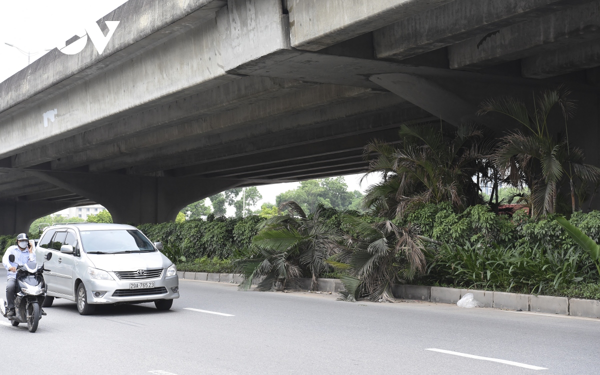 Hàng loạt cây xanh Hà Nội khó phát triển vì “đụng trần” đường trên cao - Ảnh 12. Hàng loạt cây xanh Hà Nội khó phát triển vì “đụng trần” đường trên cao - Ảnh 12.