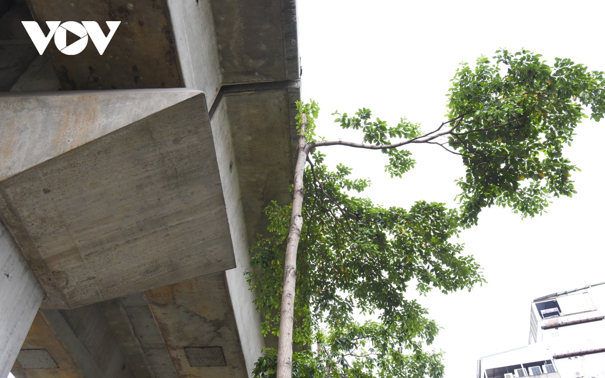 Hàng loạt cây xanh Hà Nội khó phát triển vì “đụng trần” đường trên cao - Ảnh 2. Hàng loạt cây xanh Hà Nội khó phát triển vì “đụng trần” đường trên cao - Ảnh 2.