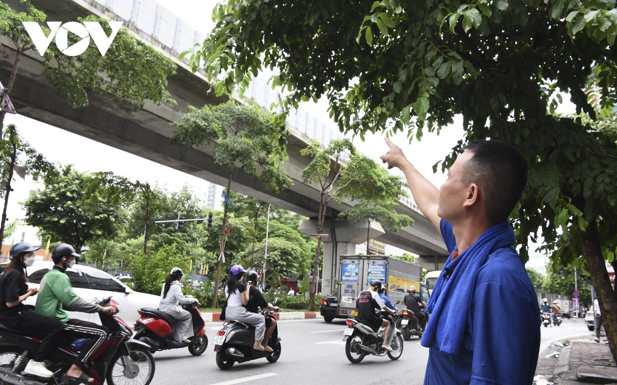 Hàng loạt cây xanh Hà Nội khó phát triển vì “đụng trần” đường trên cao - Ảnh 4. Hàng loạt cây xanh Hà Nội khó phát triển vì “đụng trần” đường trên cao - Ảnh 4.
