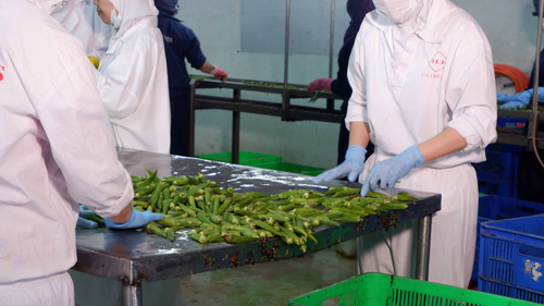 Loại trái chỉ 30.000 đồng/kg nhưng là “vàng xanh” ở Nhật Bản, bán “đắt như tôm tươi” trong khi người Việt không mấy dùng - Ảnh 3.