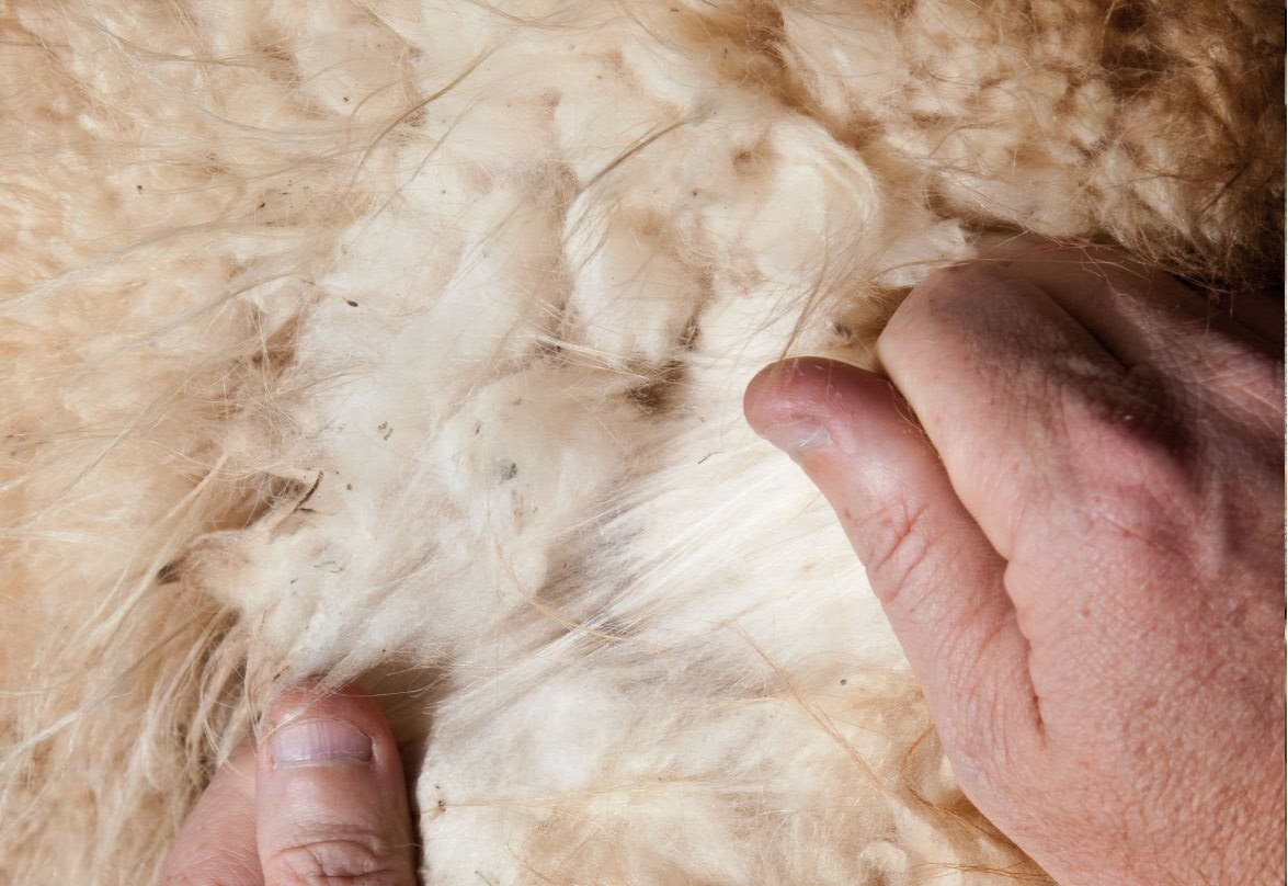 Loại "vàng" quý hiếm nhất thế giới: Là thành phần tạo nên chiếc áo giá gần nửa tỷ đồng, đắt đỏ gấp 3-4 lần cashmere hảo hạng - Ảnh 1.