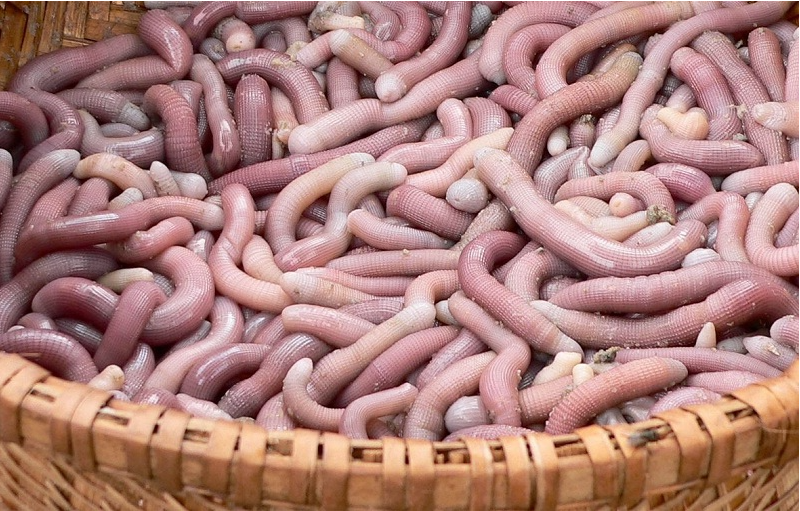 Kỳ lạ "mì chính nhà giàu", từng chẳng ai thèm đến tranh nhau mua: Dân sành ăn thích mê - Ảnh 1.