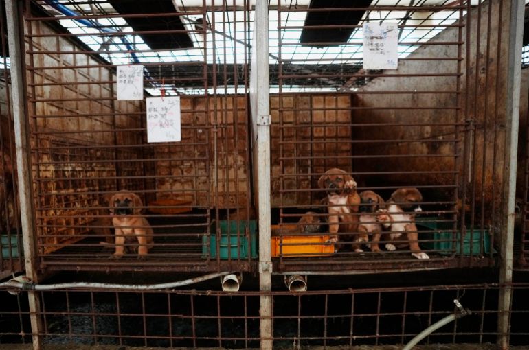 Tâm sự của chủ trang trại nuôi chó lấy thịt ở Hàn Quốc  2sao