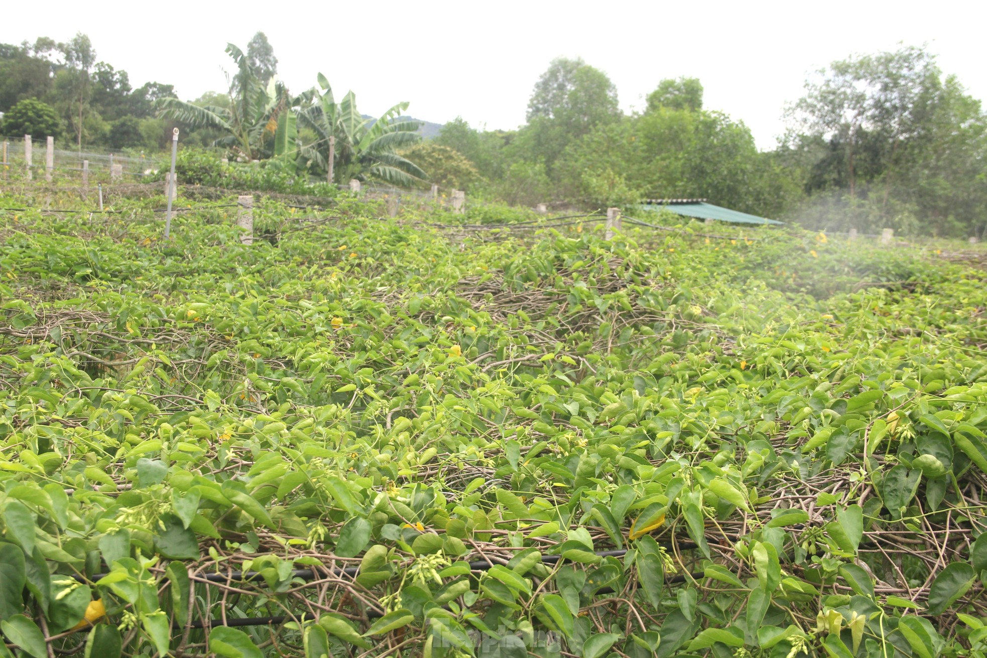 Nông dân thu nhập cao từ loại hoa có tên gọi xinh đẹp - Ảnh 1.