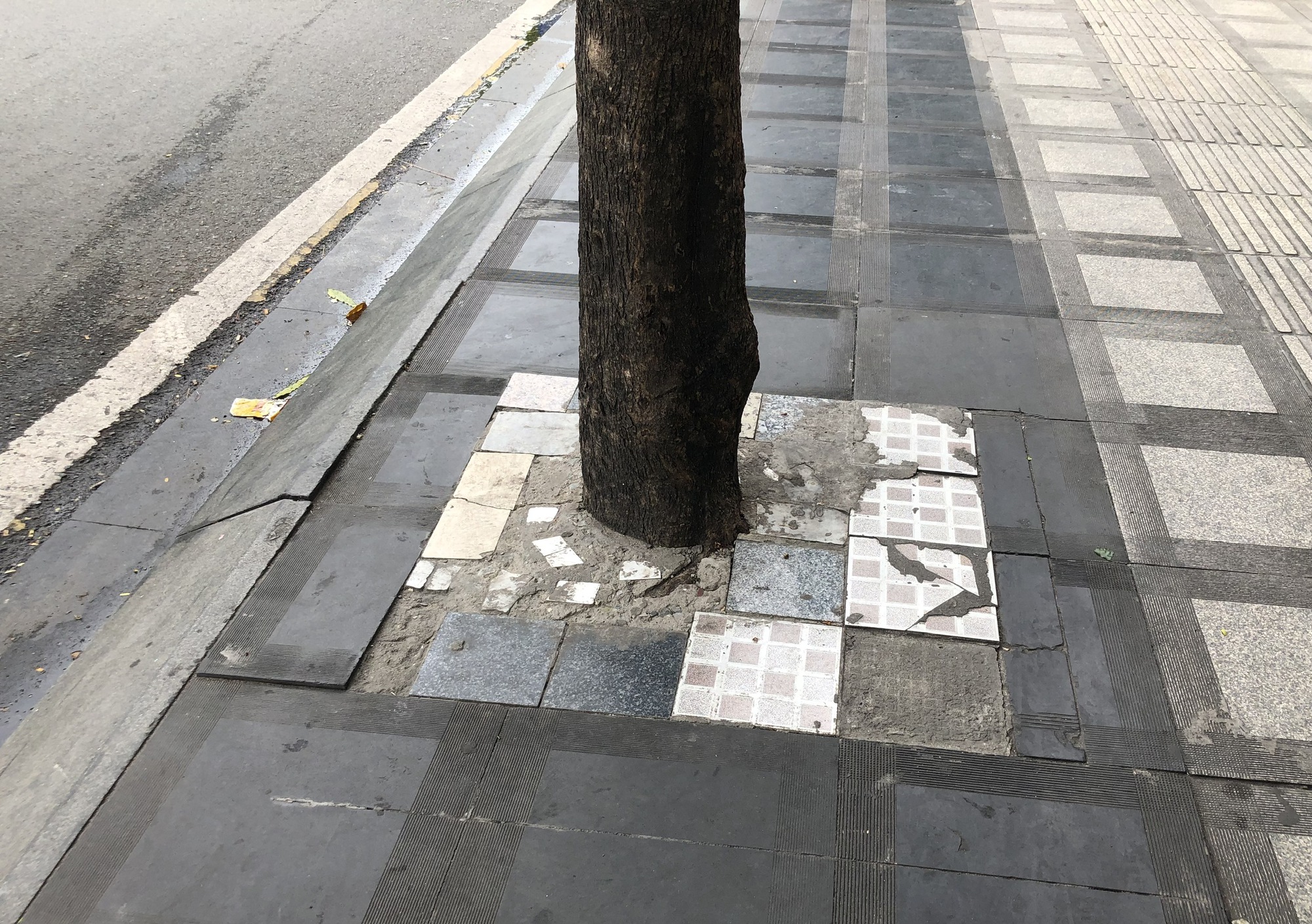 Hàng cây trên đường vào sân bay Tân Sơn Nhất bị bít đường lớn - Ảnh 6.