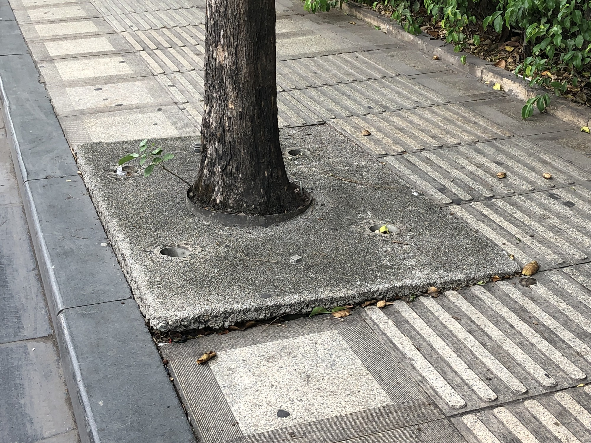Hàng cây trên đường vào sân bay Tân Sơn Nhất bị bít đường lớn - Ảnh 2.