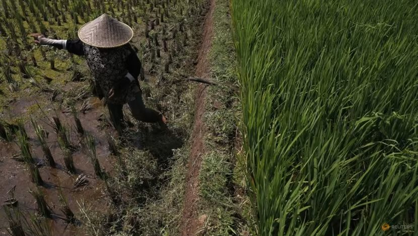 Các quốc gia Đông Nam Á đối phó với khủng hoảng gạo: Indonesia chuẩn bị 500.000 ha trồng lúa, Việt Nam tận dụng cơ hội xuất khẩu chưa từng có - Ảnh 1.