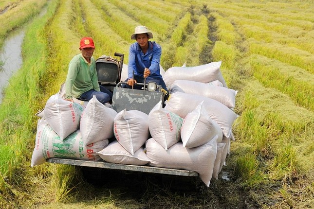 Giá lúa gạo tăng cao, Thủ tướng chỉ đạo bảo đảm an ninh lương thực và xuất khẩu bền vững - Ảnh 2.