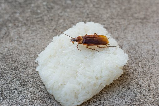 Gián xuất hiện trong cơm nắm, cổ phiếu công ty Nhật Bản có lúc mất gần 10% giá trị trong phiên giao dịch đầu tuần - Ảnh 1.