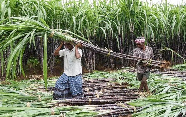 Sau gạo, một mặt hàng nông sản khác rất có thể rơi vào vòng xoáy bão giá do ảnh hưởng từ lệnh cấm xuất khẩu của Ấn Độ - Ảnh 1.