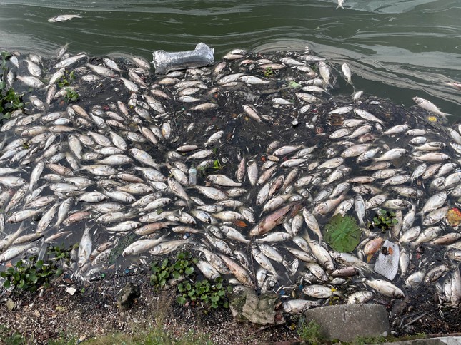 Cá chết bốc mùi hôi thối ở hồ Tây, ám ảnh người dân - Ảnh 1.