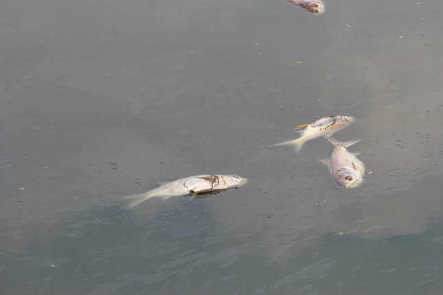 Cá chết bốc mùi hôi thối ở hồ Tây, ám ảnh người dân - Ảnh 3.