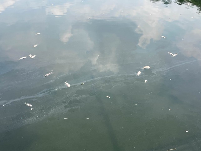 Cá chết bốc mùi hôi thối ở hồ Tây, ám ảnh người dân - Ảnh 4.