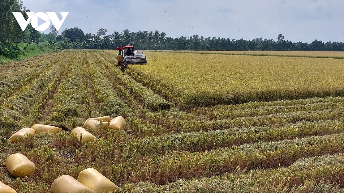 Dự báo xuất khẩu gạo của Việt Nam đạt kỷ lục mới cả sản lượng, giá trị xuất khẩu - Ảnh 2. Dự báo xuất khẩu gạo của Việt Nam đạt kỷ lục mới cả sản lượng, giá trị xuất khẩu - Ảnh 2.