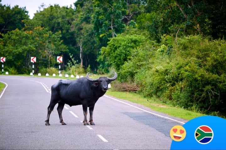 Những luật giao thông kỳ lạ trên thế giới - Ảnh 2. Những luật giao thông kỳ lạ trên thế giới - Ảnh 2.