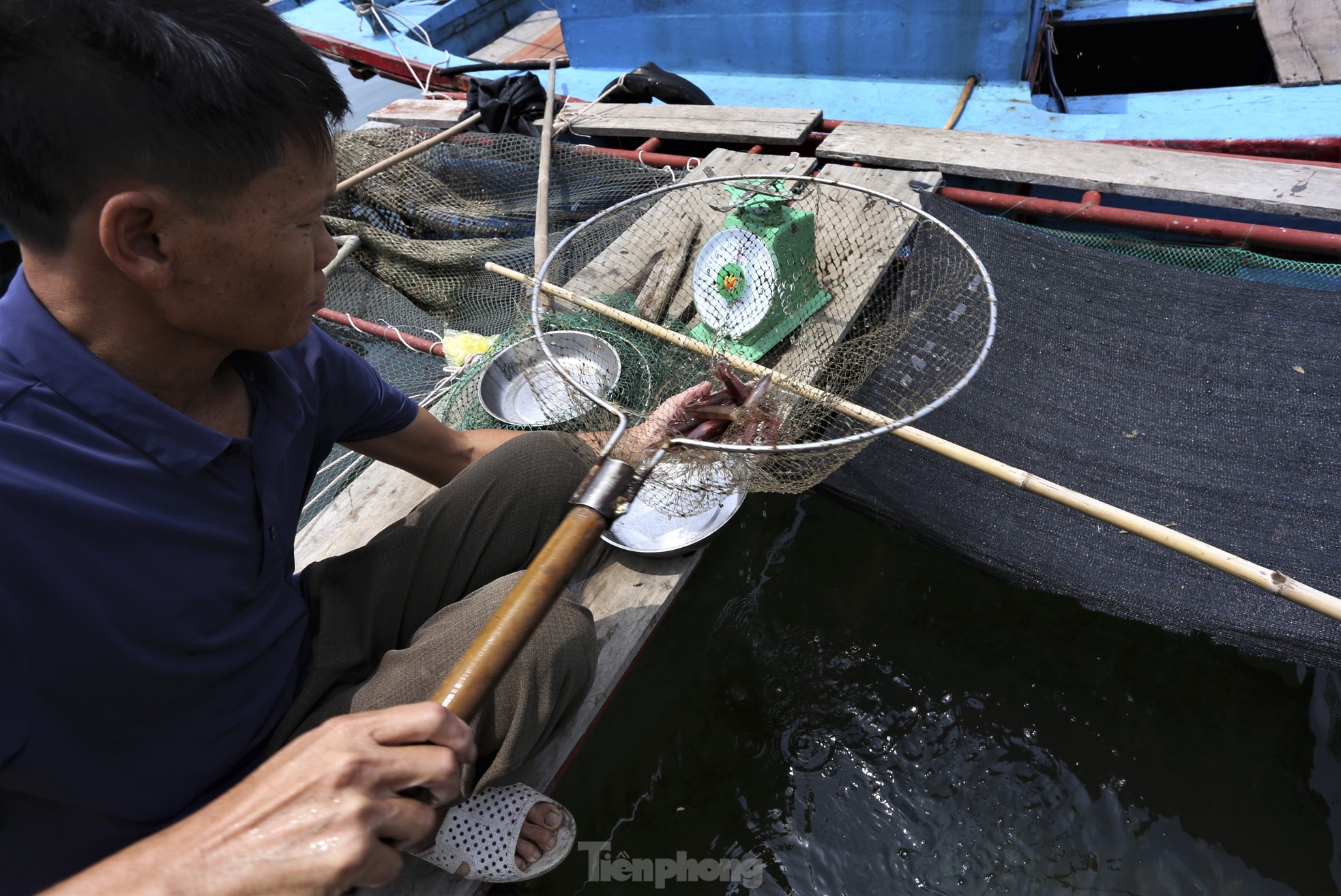 Mực nháy 'cháy' hàng, có tiền cũng không được - Ảnh 4.