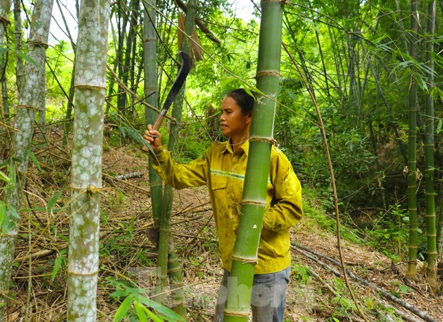 Loài cây trồng 1 lần thu hoạch cả đời, giúp người dân miền núi thoát nghèo - Ảnh 3.