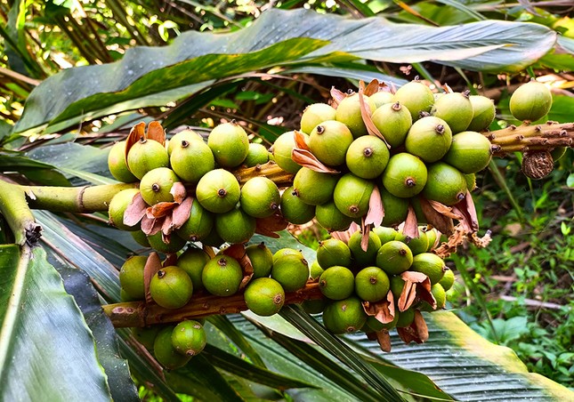 'Lộc trời' trong rừng giúp người dân huyện miền núi thoát nghèo - Ảnh 1.