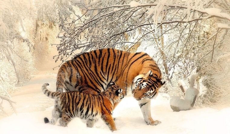 Càng về 4 tháng cuối năm, 4 con giáp này càng trúng mánh lớn, không cần lo cơm áo gạo tiền - Ảnh 2. Càng về 4 tháng cuối năm, 4 con giáp này càng trúng mánh lớn, không cần lo cơm áo gạo tiền - Ảnh 2.