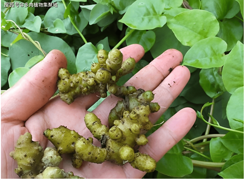 Loại thực vật xâm lấn từng bị người dân Trung Quốc cứ gặp là phá, hơn 30 năm sau thành cây "hái ra tiền" - Ảnh 4. Loại thực vật xâm lấn từng bị người dân Trung Quốc cứ gặp là phá, hơn 30 năm sau thành cây "hái ra tiền" - Ảnh 4.