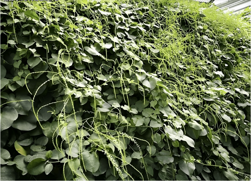 Loại thực vật xâm lấn từng bị người dân Trung Quốc cứ gặp là phá, hơn 30 năm sau thành cây "hái ra tiền" - Ảnh 3. Loại thực vật xâm lấn từng bị người dân Trung Quốc cứ gặp là phá, hơn 30 năm sau thành cây "hái ra tiền" - Ảnh 3.