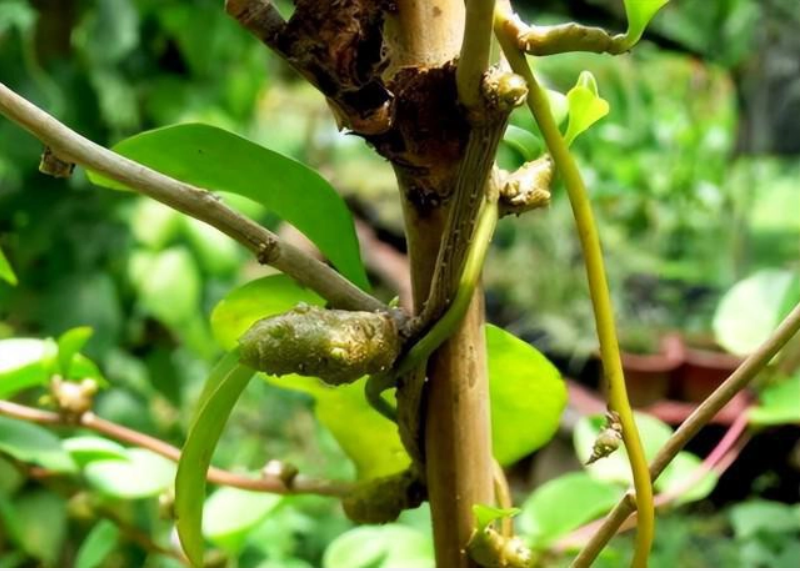 Loại thực vật xâm lấn từng bị người dân Trung Quốc cứ gặp là phá, hơn 30 năm sau thành cây "hái ra tiền" - Ảnh 2. Loại thực vật xâm lấn từng bị người dân Trung Quốc cứ gặp là phá, hơn 30 năm sau thành cây "hái ra tiền" - Ảnh 2.