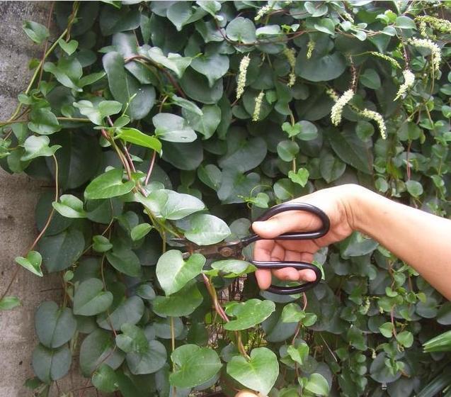Loại thực vật xâm lấn từng bị người dân Trung Quốc cứ gặp là phá, hơn 30 năm sau thành cây "hái ra tiền" - Ảnh 6. Loại thực vật xâm lấn từng bị người dân Trung Quốc cứ gặp là phá, hơn 30 năm sau thành cây "hái ra tiền" - Ảnh 6.