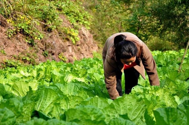 Cho hàng xóm mượn vườn trồng rau, sau 3 năm “đòi lại” thì vườn có &quot;chủ mới&quot;: Cảnh sát vào cuộc điều tra, kẻ tham lam nhận bài học nhớ đời - Ảnh 2.