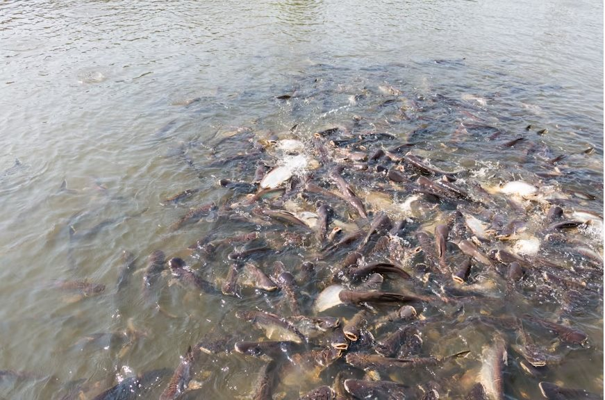 "Sư tử trăm tuổi" của châu Âu đầu tư vào Việt Nam: Mở nhà máy lớn với kho công nghệ "đẳng cấp nhất" từ Mỹ và châu Âu - Ảnh 1.