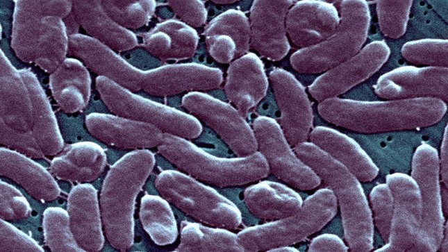 CDC Mỹ cảnh báo sức khỏe sau khi 5 người chết vì 'vi khuẩn ăn thịt người' - Ảnh 1.