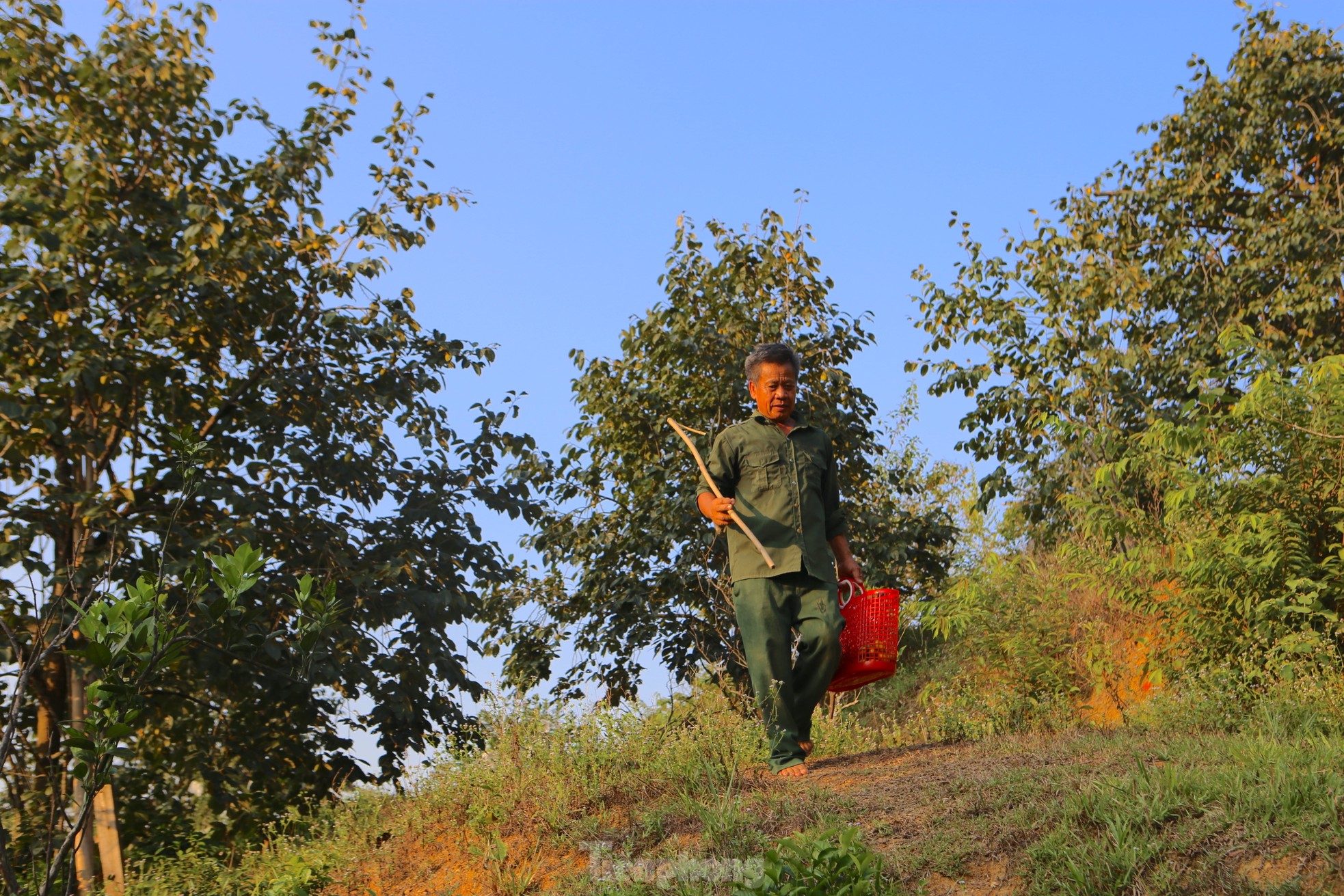 Mùa hồng giòn Yên Du, nông dân thu về hàng trăm triệu đồng - Ảnh 1.