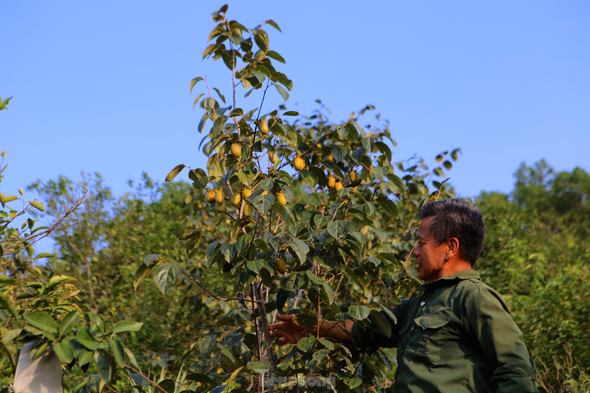 Mùa hồng giòn Yên Du, nông dân thu về hàng trăm triệu đồng - Ảnh 4.