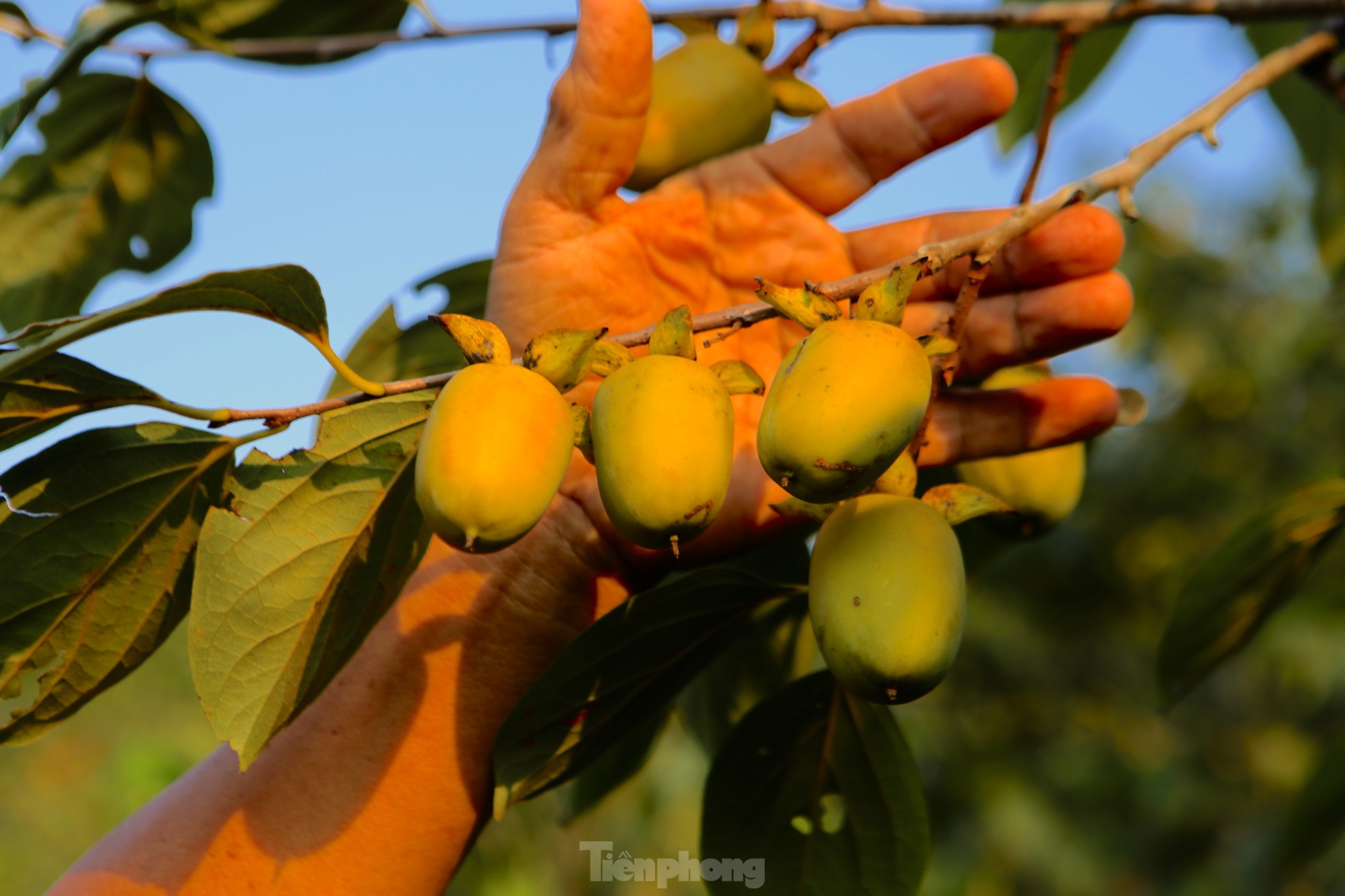 Mùa hồng giòn Yên Du, nông dân thu về hàng trăm triệu đồng - Ảnh 13.