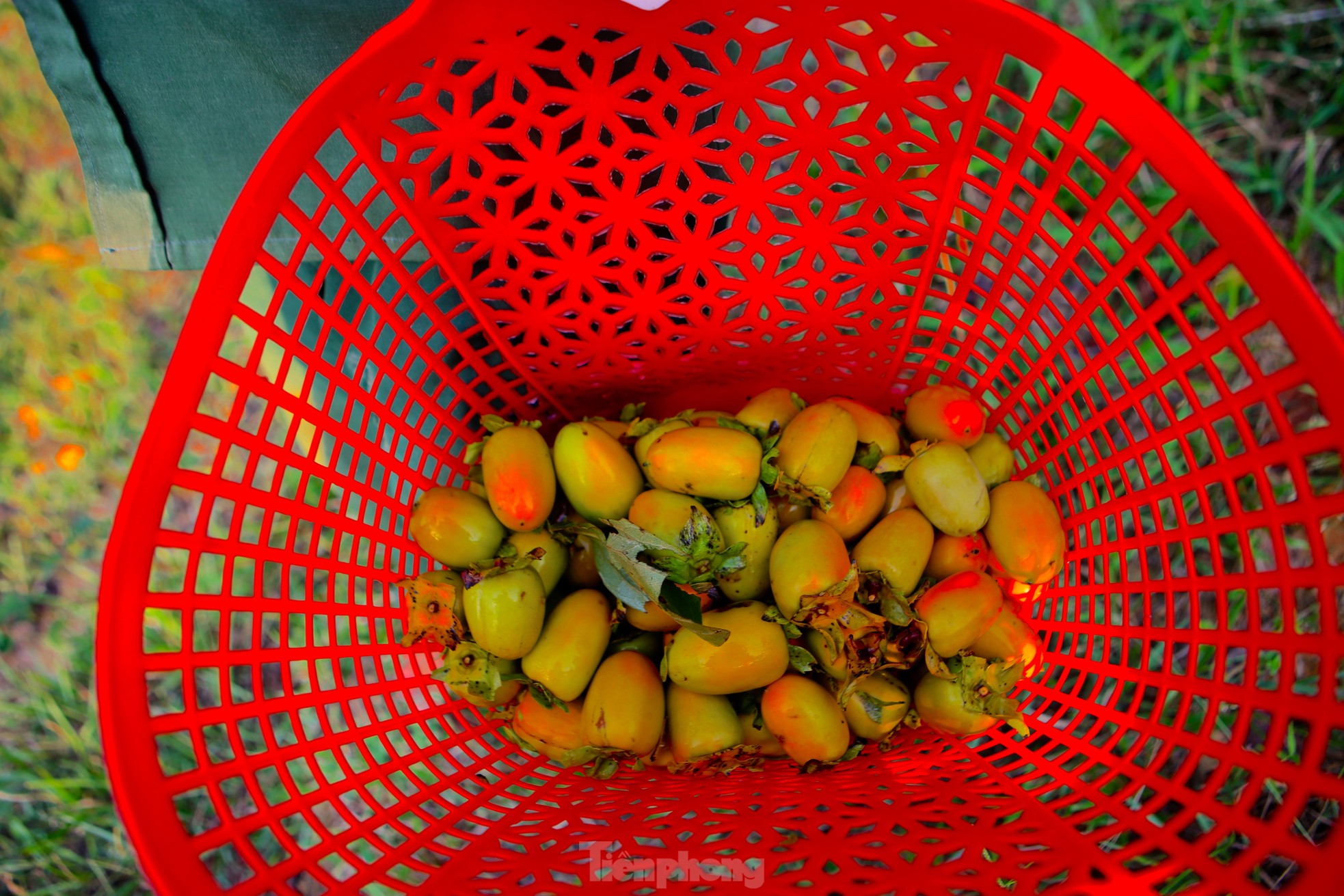 Mùa hồng giòn Yên Du, nông dân thu về hàng trăm triệu đồng - Ảnh 6.