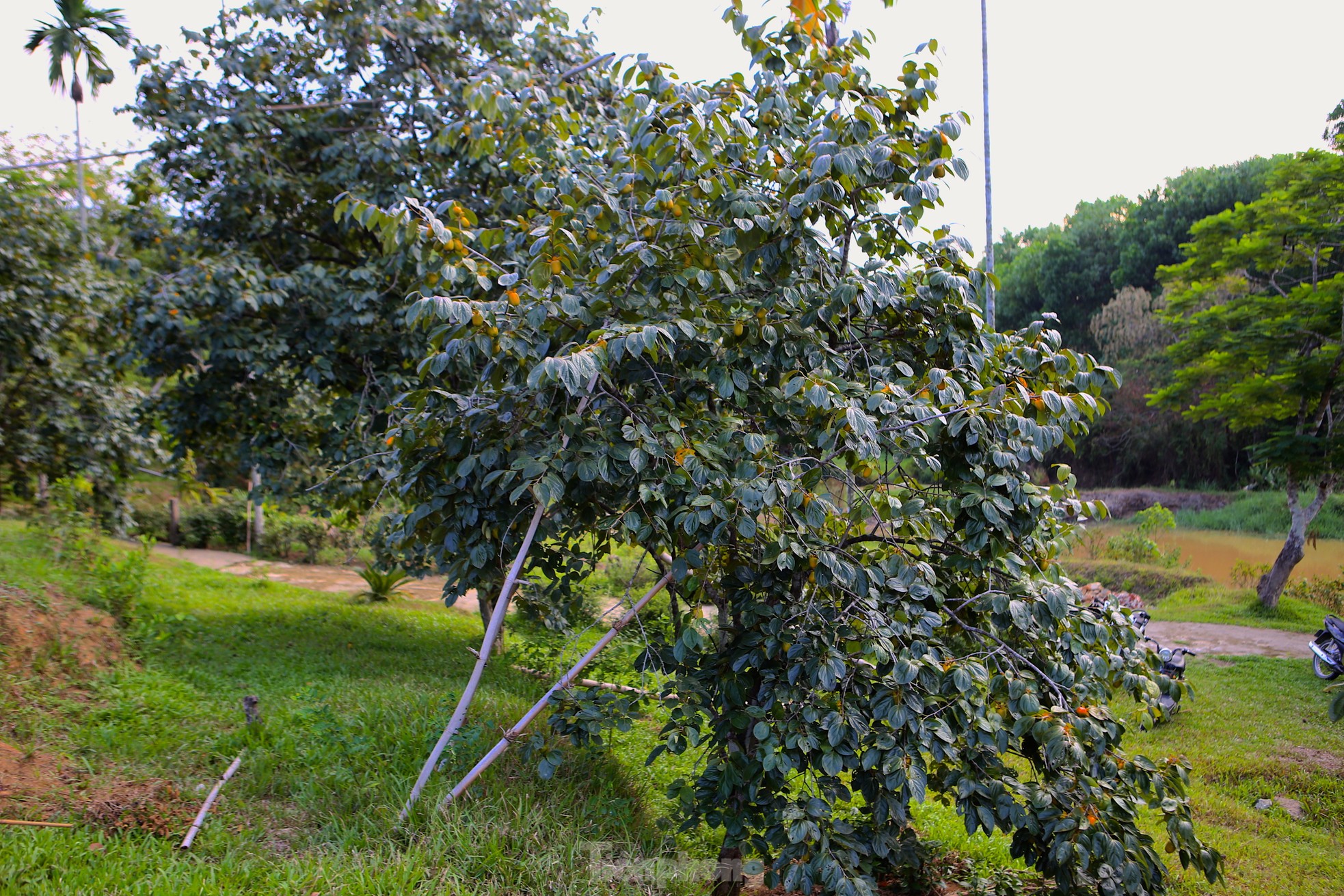 Mùa hồng giòn Yên Du, nông dân thu về hàng trăm triệu đồng - Ảnh 8.