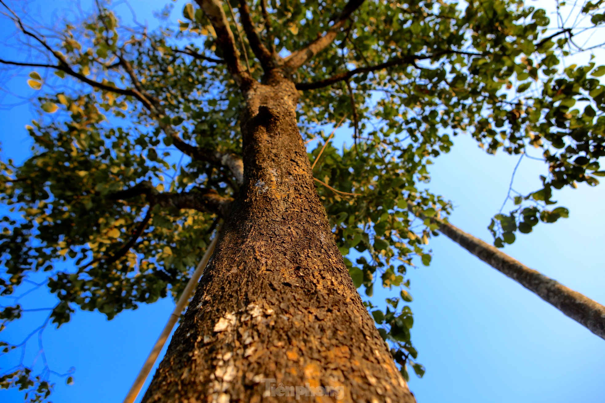 Mùa hồng giòn Yên Du, nông dân thu về hàng trăm triệu đồng - Ảnh 9.