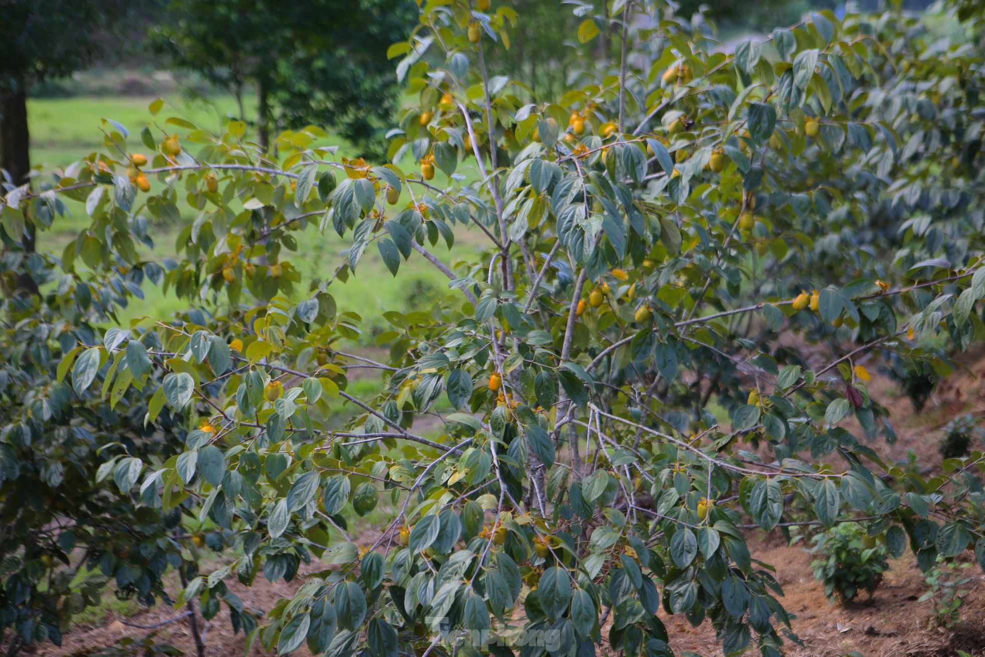 Mùa hồng giòn Yên Du, nông dân thu về hàng trăm triệu đồng - Ảnh 3.