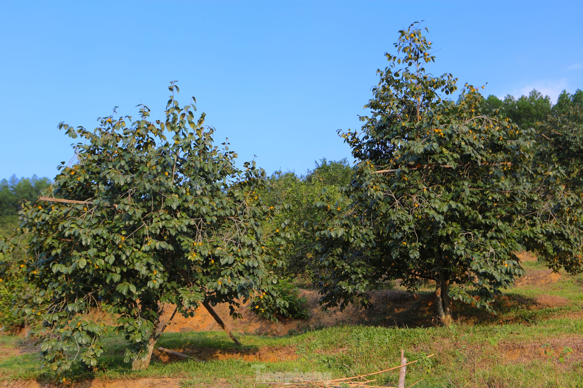 Mùa hồng giòn Yên Du, nông dân thu về hàng trăm triệu đồng - Ảnh 2.