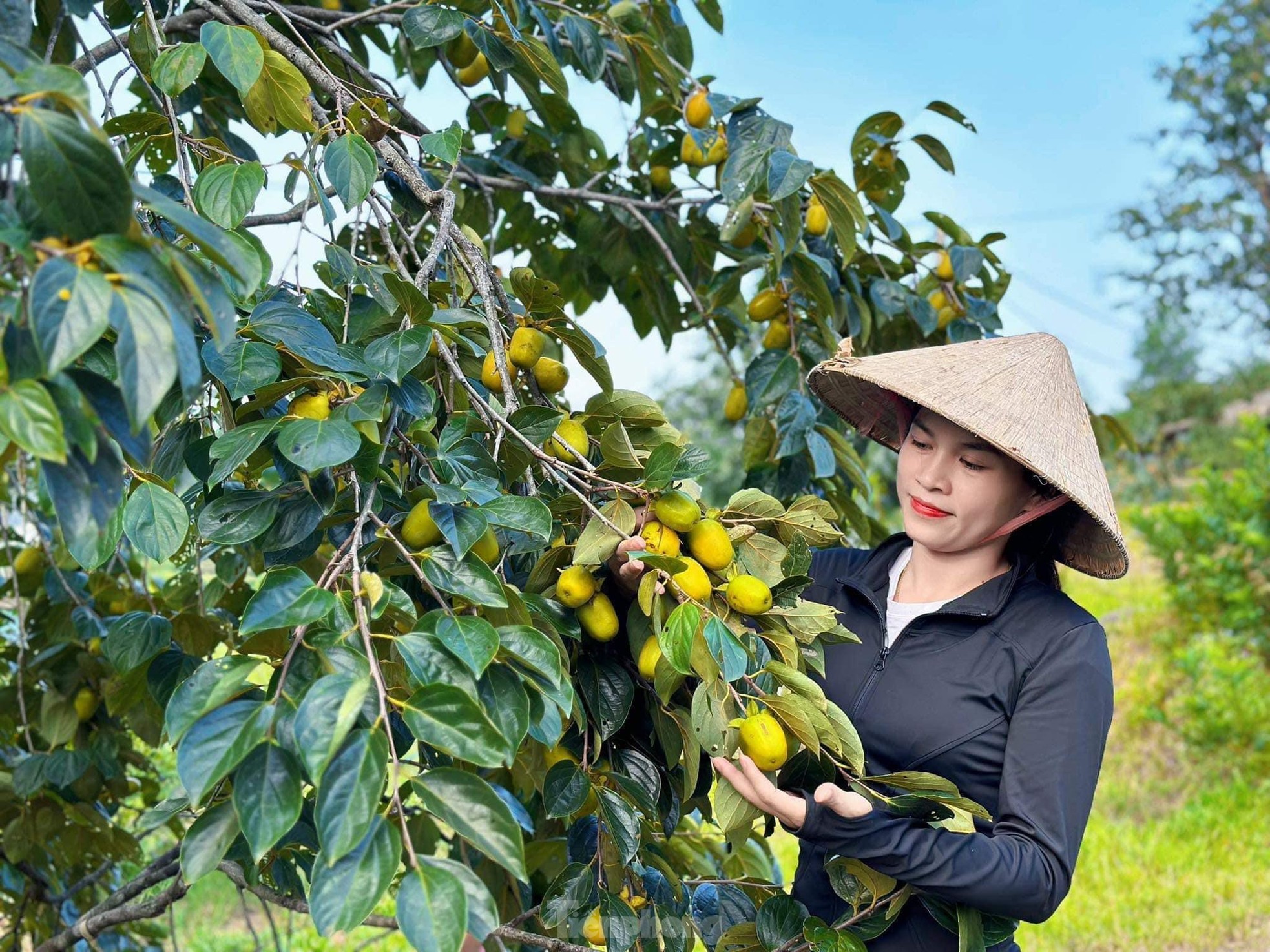 Mùa hồng giòn Yên Du, nông dân thu về hàng trăm triệu đồng - Ảnh 10.
