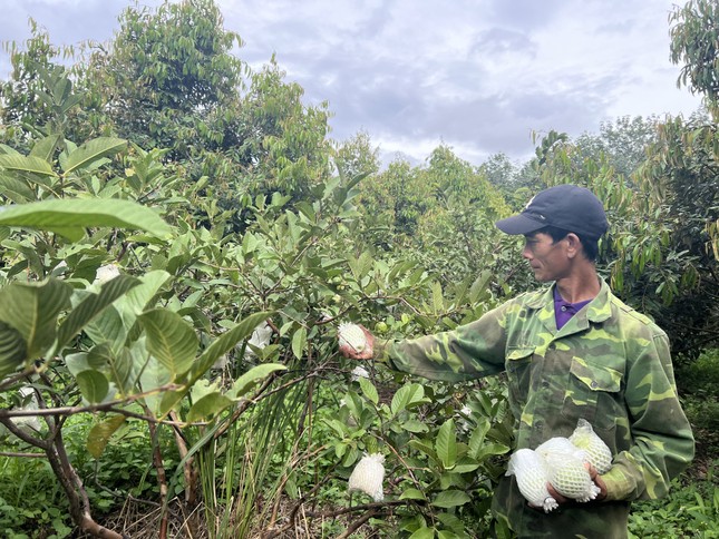 Trồng cây ăn quả xen canh, nông dân Kon Tum thoát nghèo khi kiếm hơn 2 tỉ đồng mỗi năm - Ảnh 2.