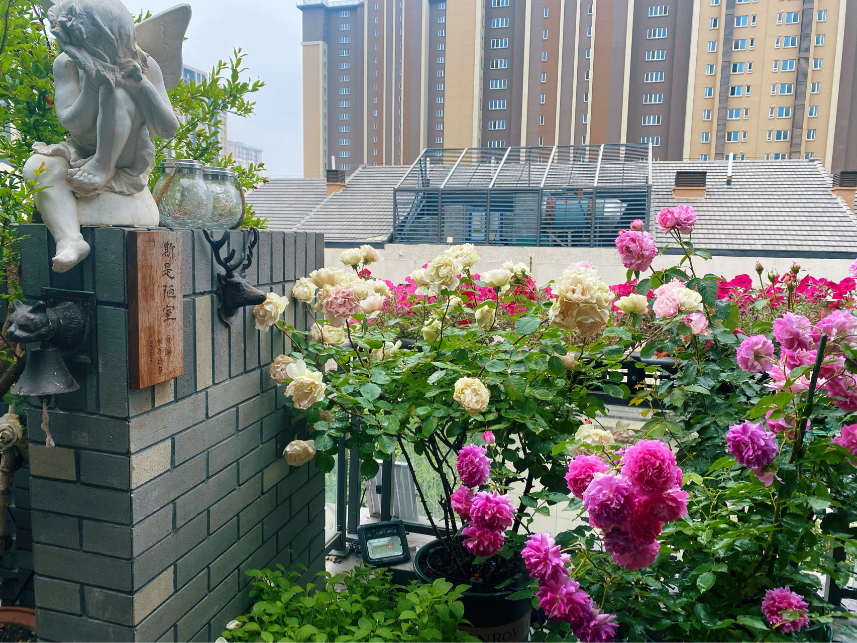 Chi hơn 70 triệu để cải tạo sân thượng, cặp vợ chồng có kết quả mỹ mãn với khu vườn 25m² xanh mướt mắt- Ảnh 11. Chi hơn 70 triệu để cải tạo sân thượng, cặp vợ chồng có kết quả mỹ mãn với khu vườn 25m² xanh mướt mắt- Ảnh 11.