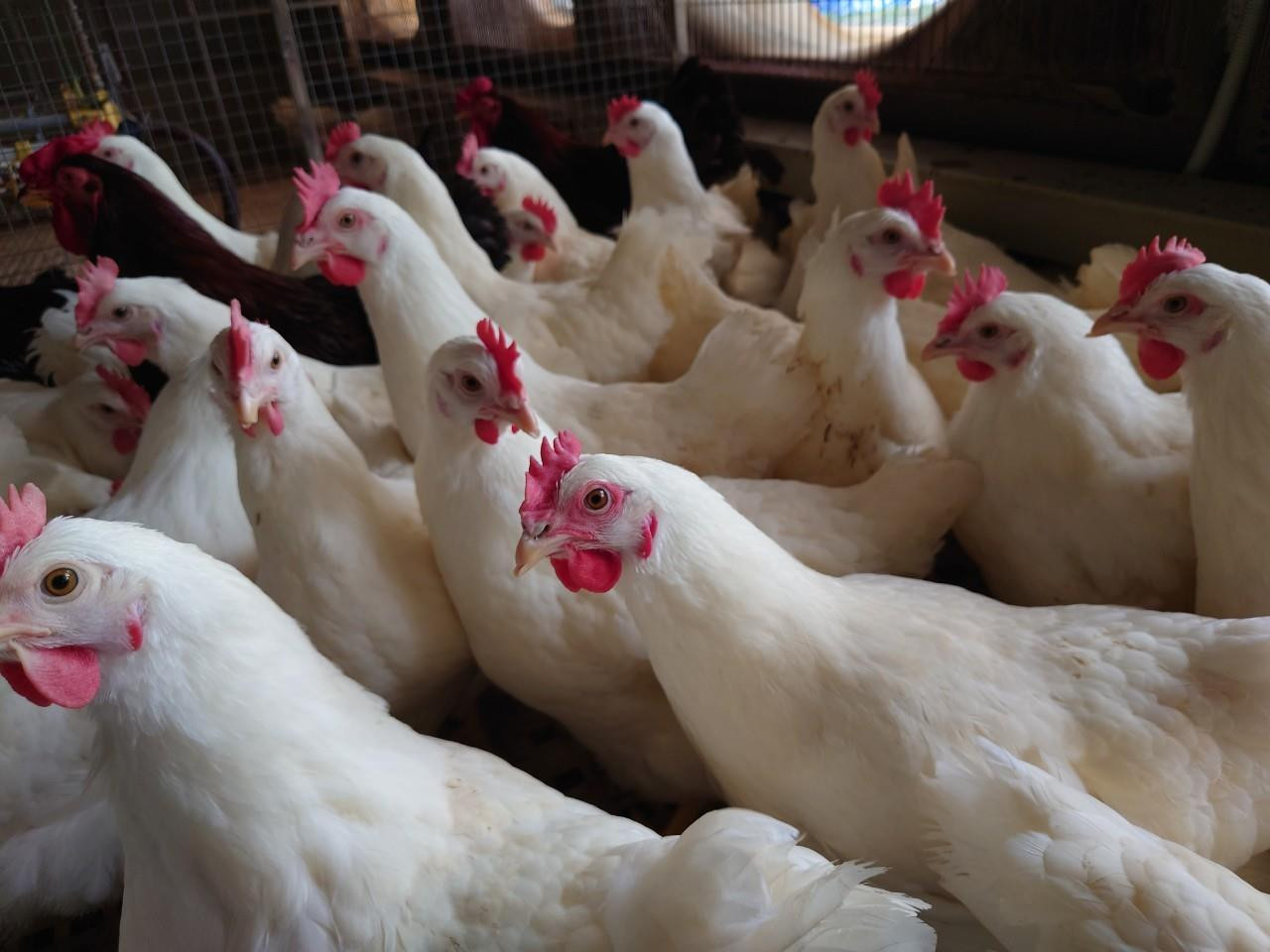 Hòa Phát bán 300 triệu quả trứng gà năm 2023, đã xuất khẩu sang Lào, Campuchia - Ảnh 1.
