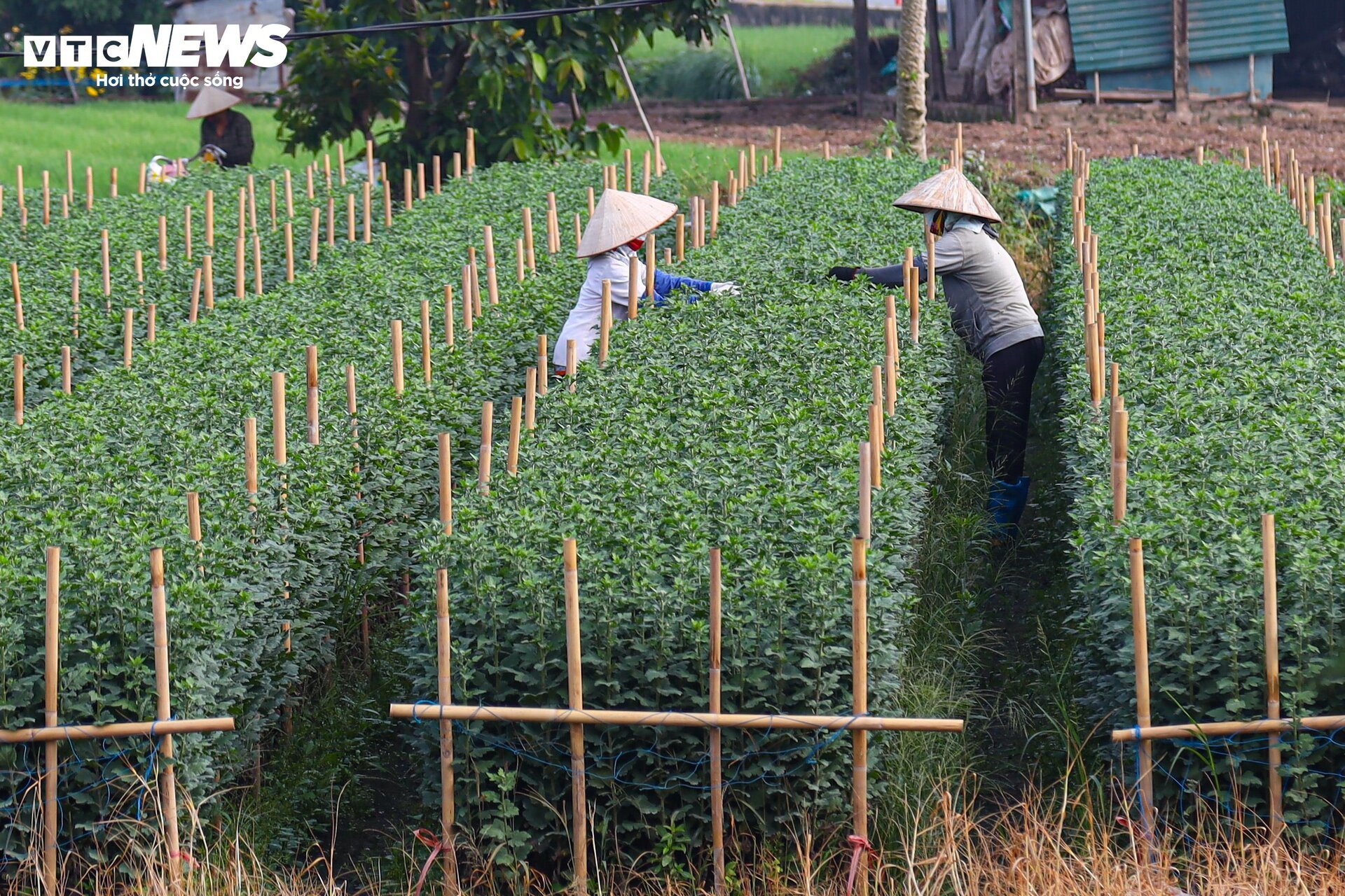 Chong đèn xuyên đêm, ép hoa 'thức' đón Tết - Ảnh 13.