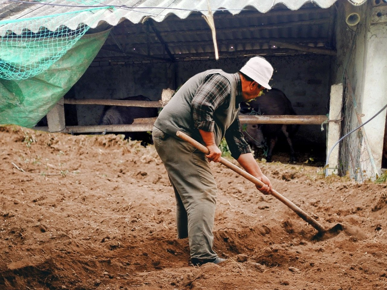 Chàng trai vô tình tìm thấy "bãi phế liệu" bị bỏ hoang ở chuồng bò, hoá ra là kho báu trị giá hàng chục tỷ đồng - Ảnh 1. Chàng trai vô tình tìm thấy "bãi phế liệu" bị bỏ hoang ở chuồng bò, hoá ra là kho báu trị giá hàng chục tỷ đồng - Ảnh 1.