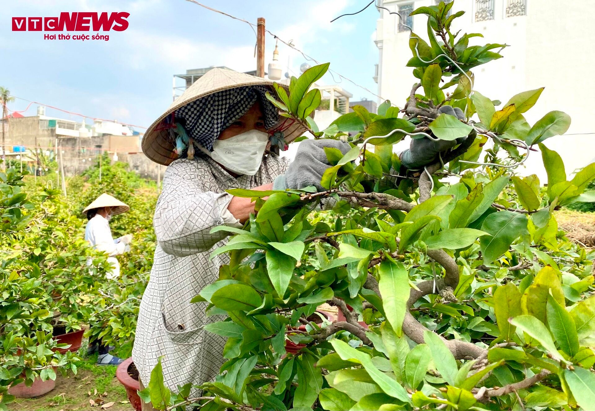 TP.HCM: Hoa mai trưng Tết cho thuê giá 200 triệu đồng/cây, giao hàng tận Hà Nội - Ảnh 2.