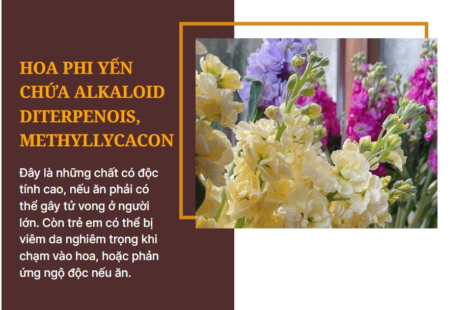 Các loại hoa hay được dùng ngày Tết nhưng lại chứa chất độc chết người, lưu ý cắm đón năm mới - Ảnh 4.